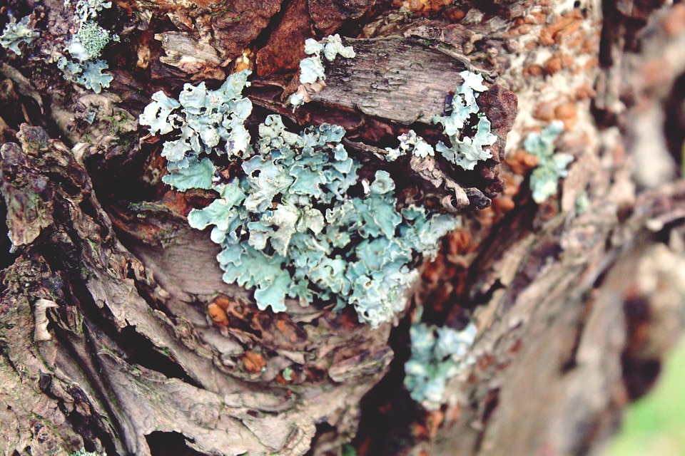 Bark nature gnarled photo