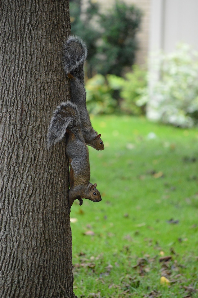 Animal rodent park photo