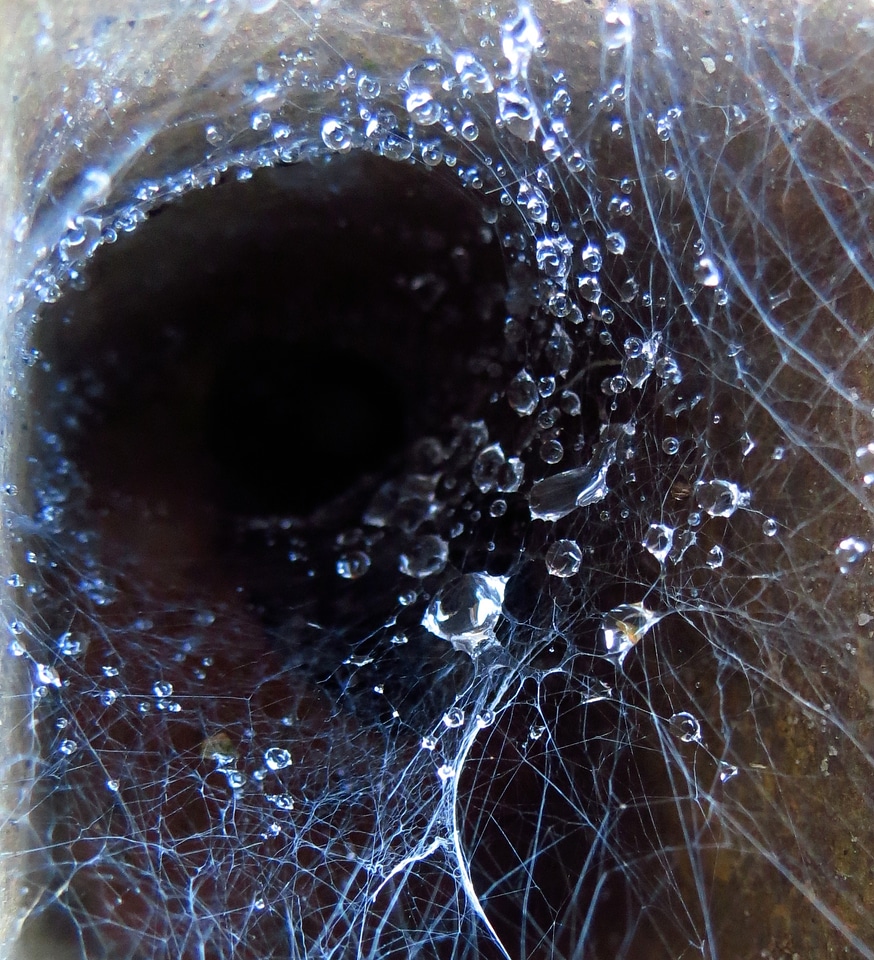 Arachnid nature insect