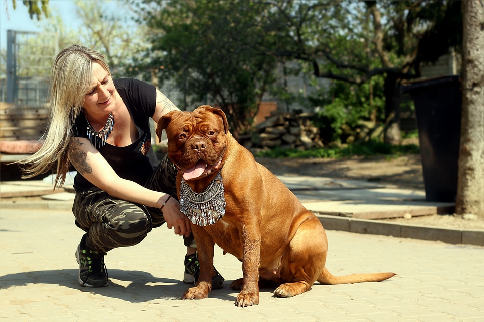 Dog beast french mastiff