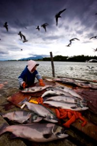 Subsistence Salmon Fisher Nondalton CarolAnnWoody