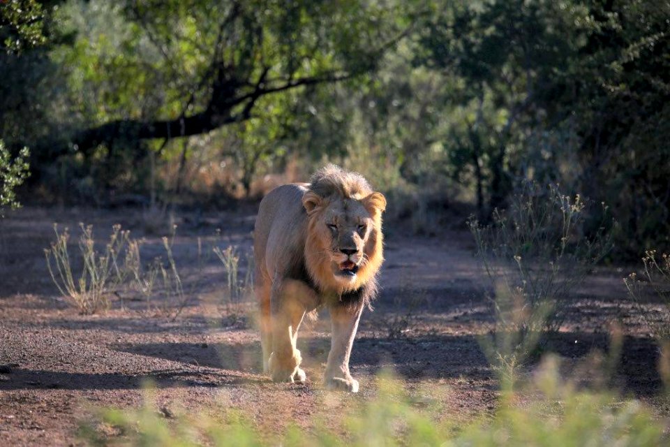 Lion 6
