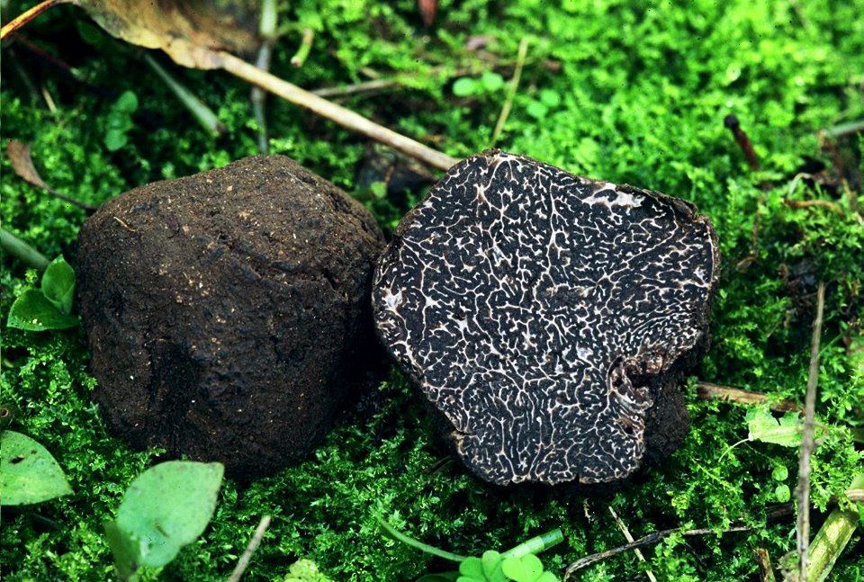 Tuber melanosporum Vittadini 1831 (Fungi Ascomycota Pezizomycotina Pezizomycetes Pezizales Tuberaceæ)
