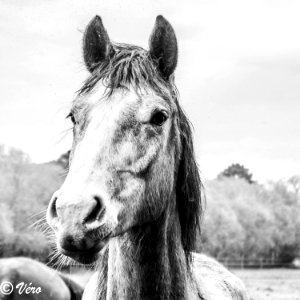 la beauté du cheval