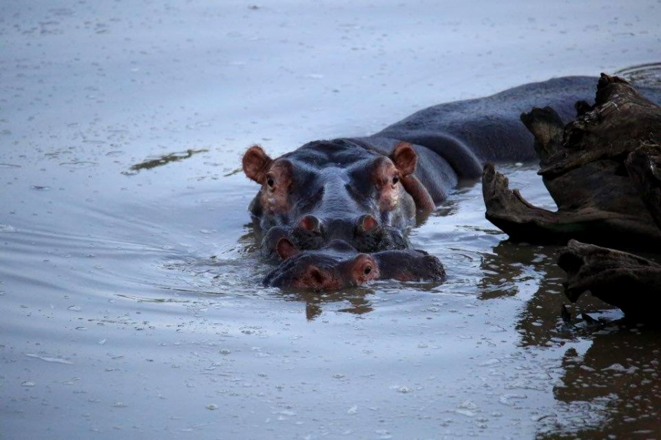 Mamy & Baby Hippo (4)