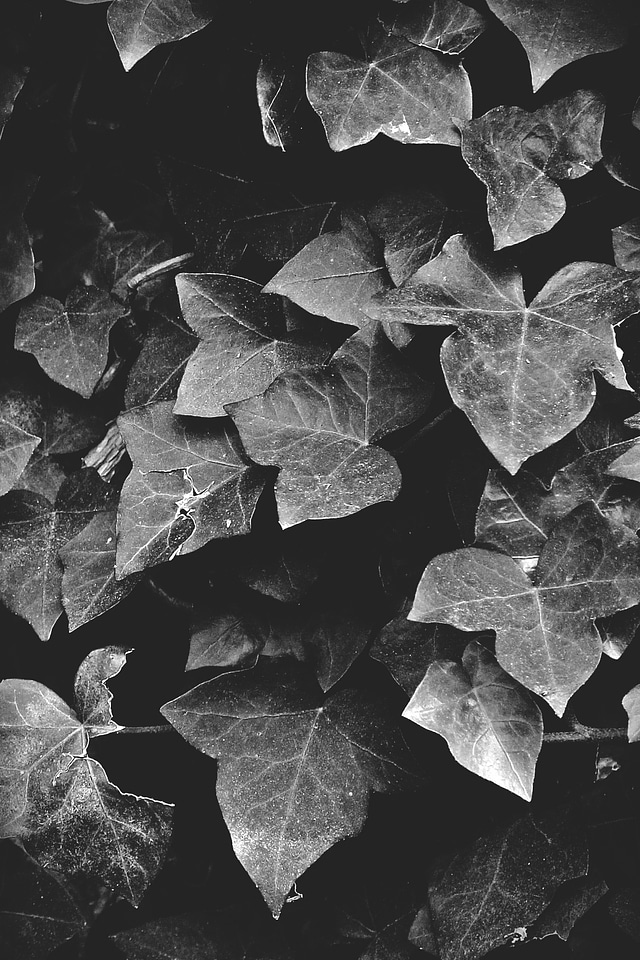 Plant climber plant nature
