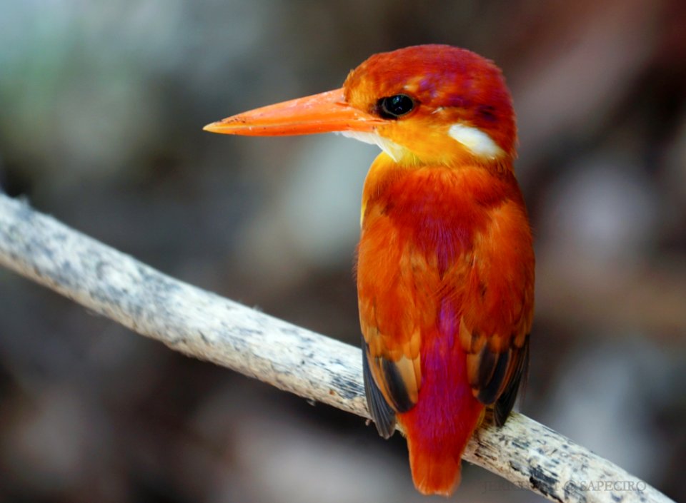 Rufous-Backed Kingfisher