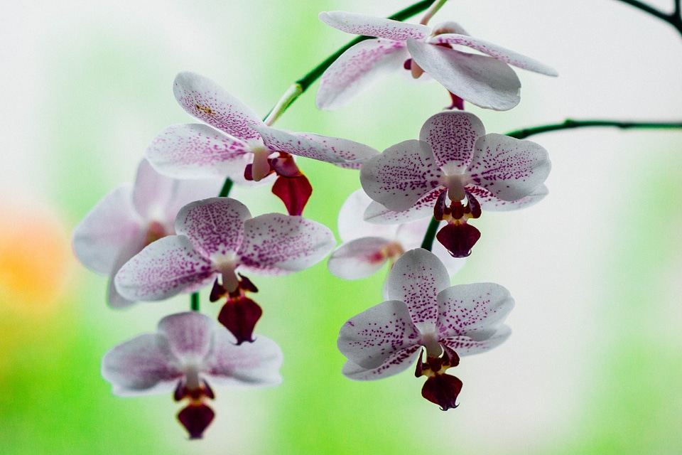 Nature plant petal