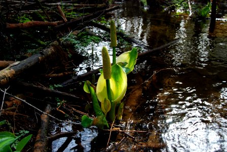 skunk cabbage blooming quinault rainforest d archuleta march 06-2015