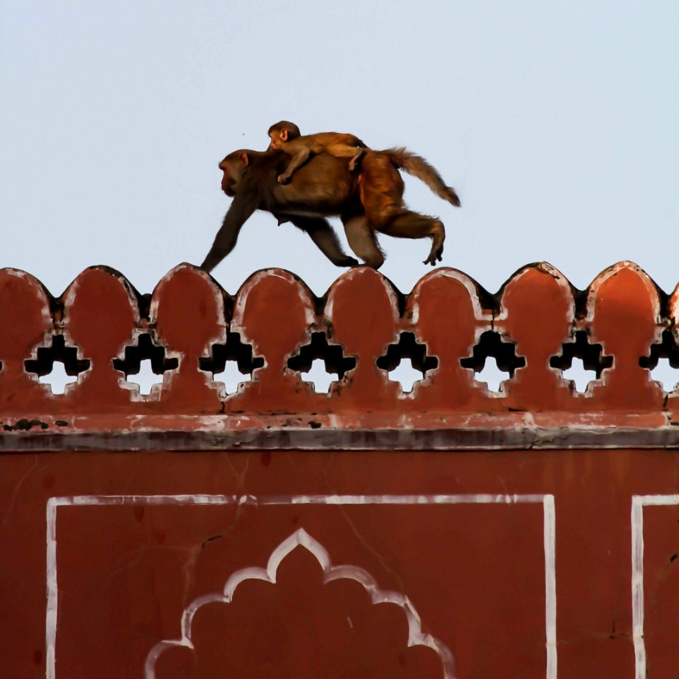 JAIPUR - CITY PALACE (25)
