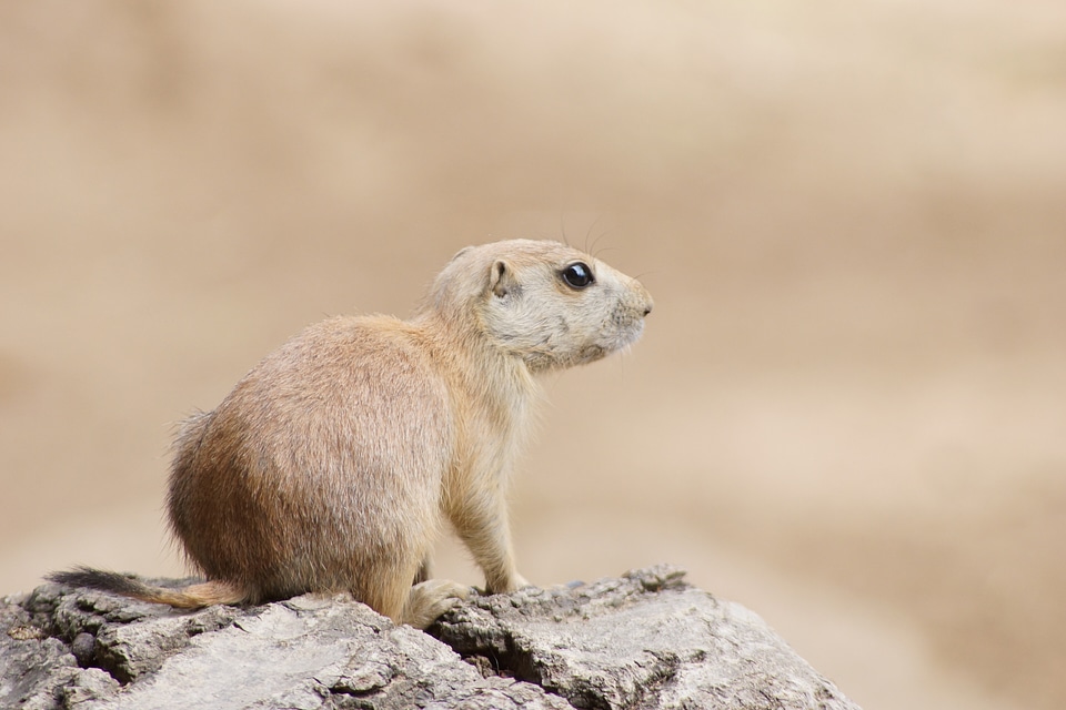 Animal cute nager