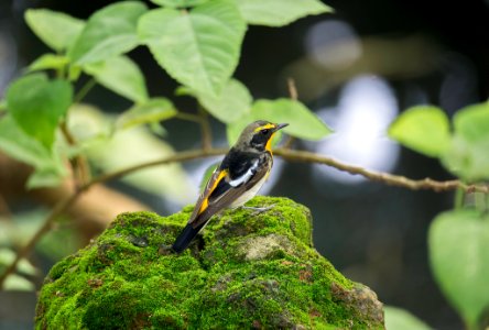 Đớp ruồi lưng vàng  *Narcissus Flycatcher* 