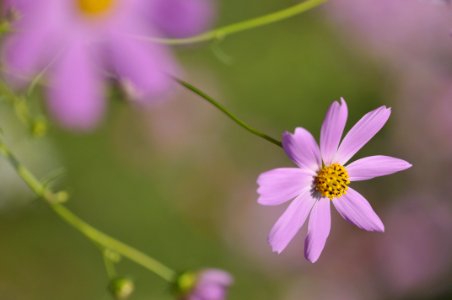 花の島構想・生名地区の花「コスモス」 photo