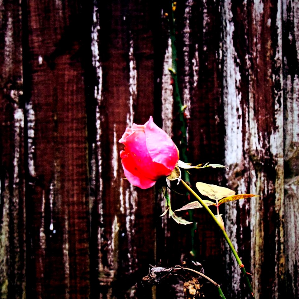 Rose at the backyard