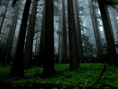 Hurricane forest fog mist Light NPS Photo