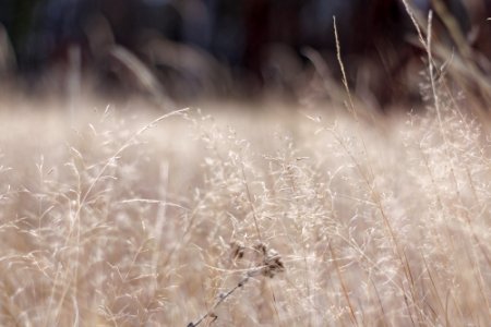 Old grass. November.