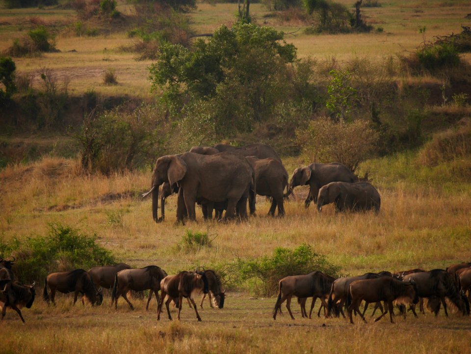 Northern Serengeti at dusk.