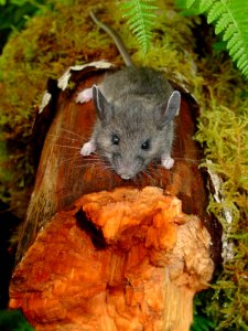 animal mammal mouse log NPS Photo