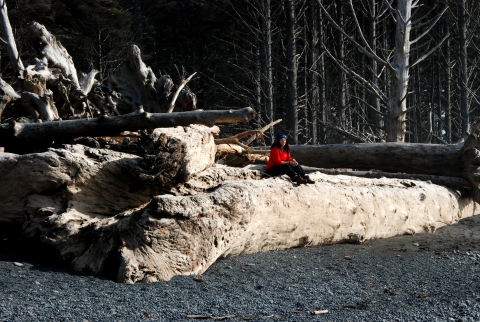 visitor sitting driftwood logs rialto beach coast c bubar march 06-2015