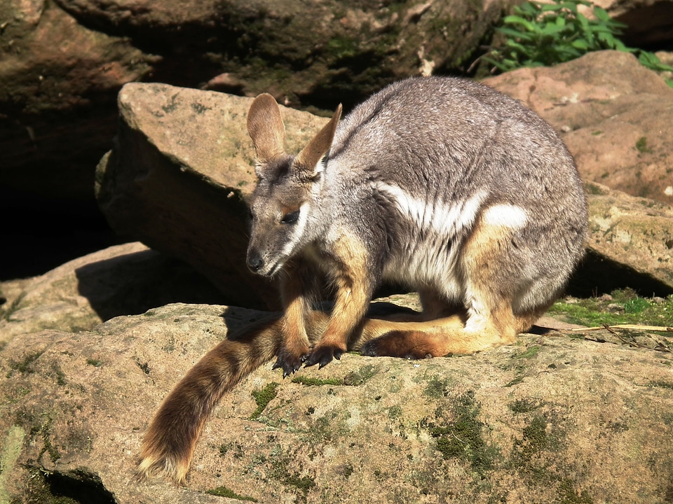 Marsupial species cute jump