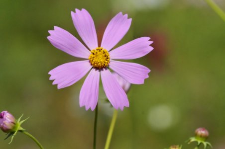 花の島構想・生名地区の花「コスモス」 photo