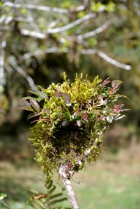 mossy clump growin twig hoh rainforest c bubar march 05 2015