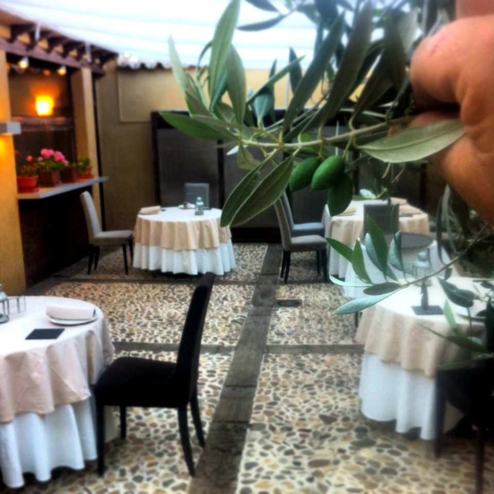 Patio aceitunas
