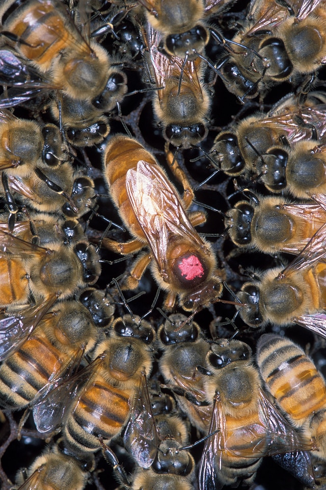 Workers comb honey