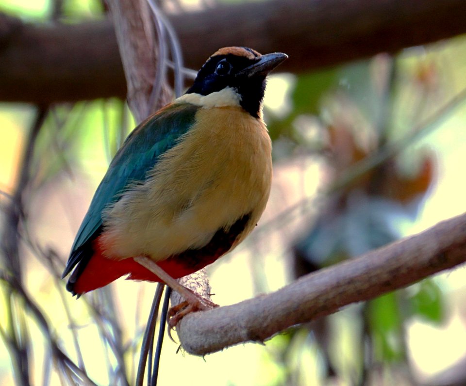 Pitta Elegans West Nusa Tenggara