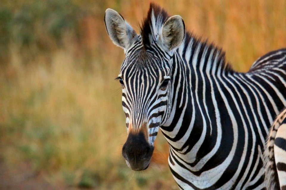 Zebra 1