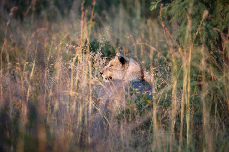 Leo 5