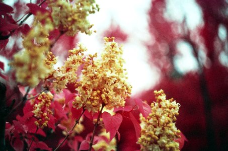Infrared blossoms