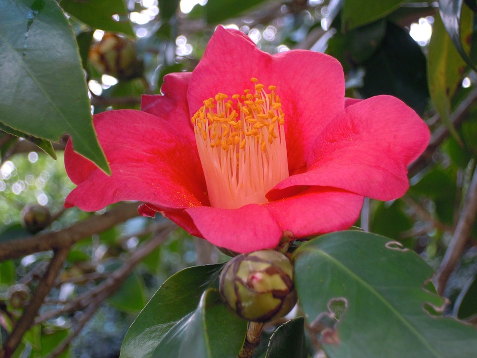 Univalve pistil camellia japonica
