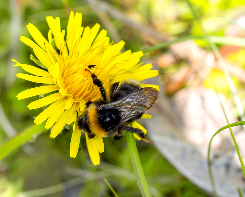 Hummel Mann von Biene