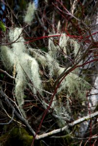 methuselahs moss quinault rainforest c bubar march 05 2015 photo