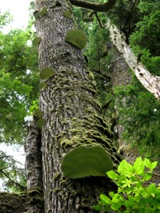Polypores shelf mushroom tree skyward NPS Photo