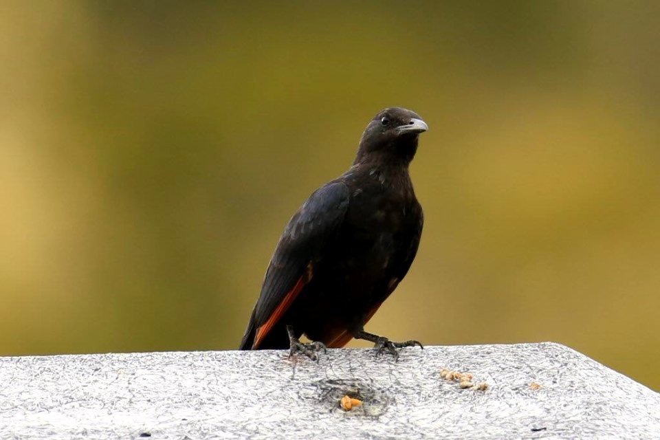 red winged starling on the roof