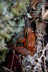 frog red animal critter amphibians d archuleta 2015