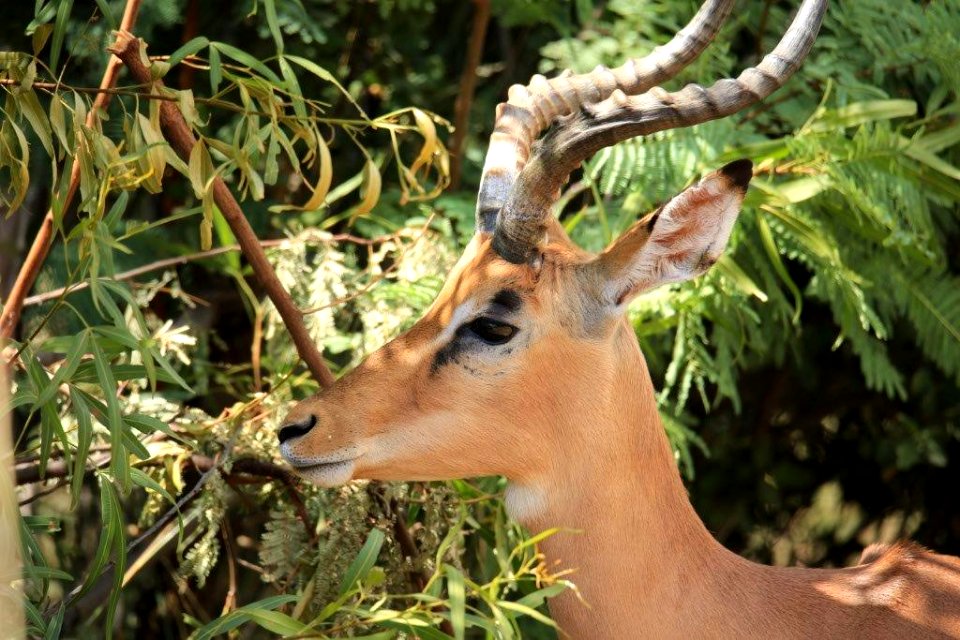 Impala (1)
