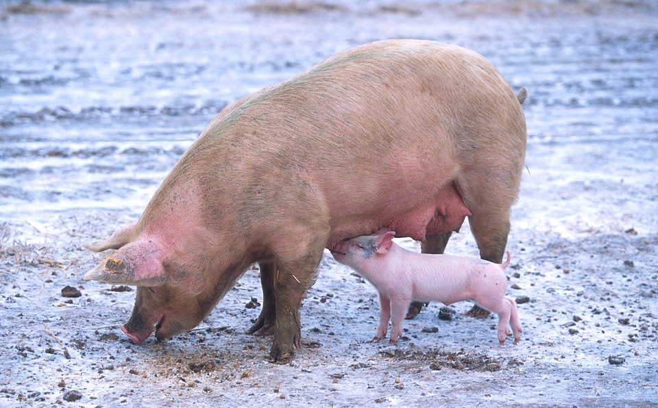 Agriculture pork livestock