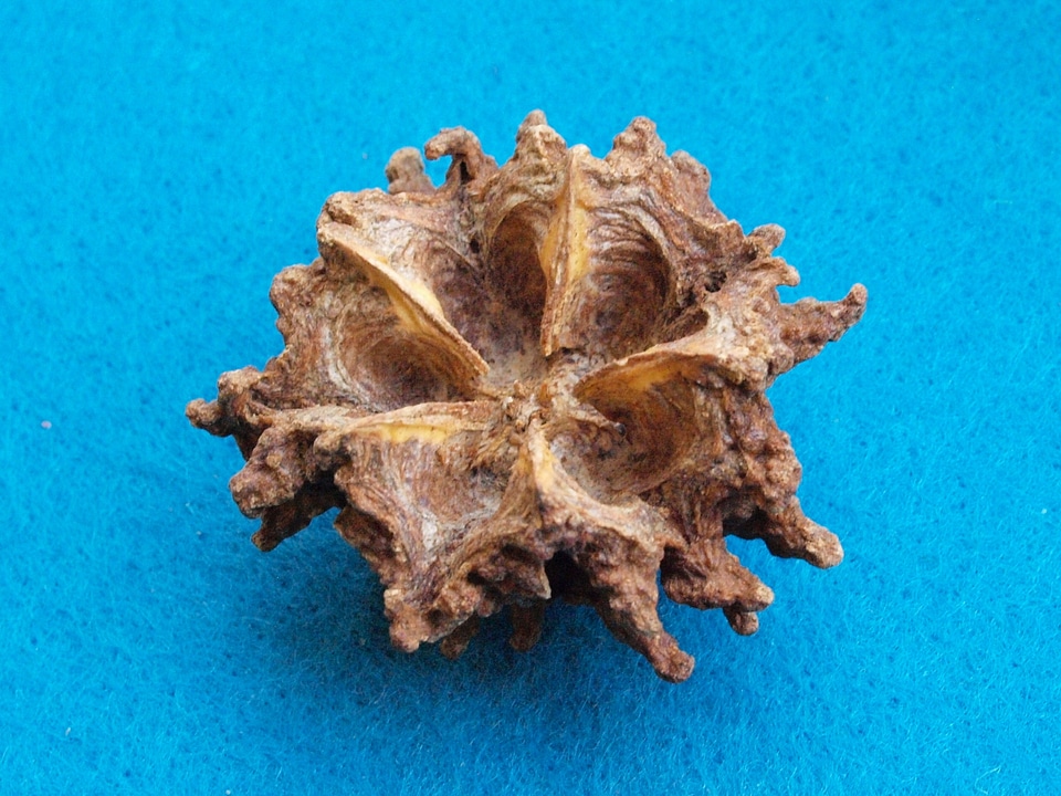 Brazil drupe spurge family