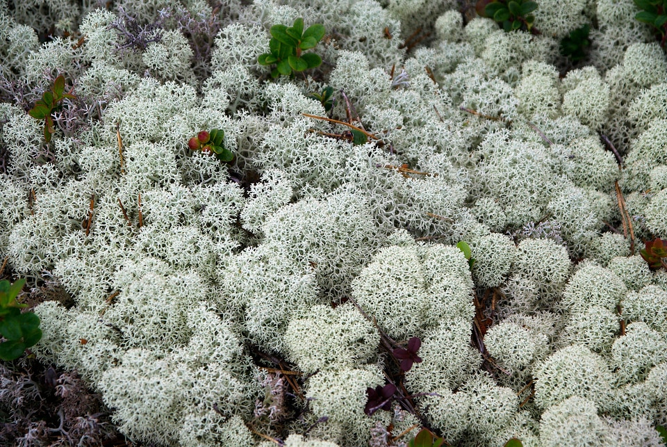 Finland lichens foams