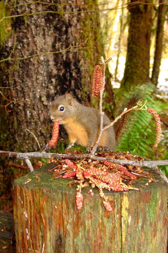 animals mammal wildlife Douglas Squirrel eating alder catkin NPS Photo
