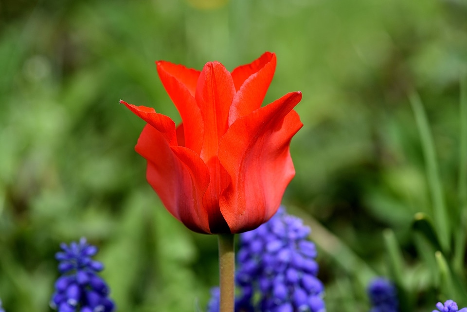 Bloom red red flower