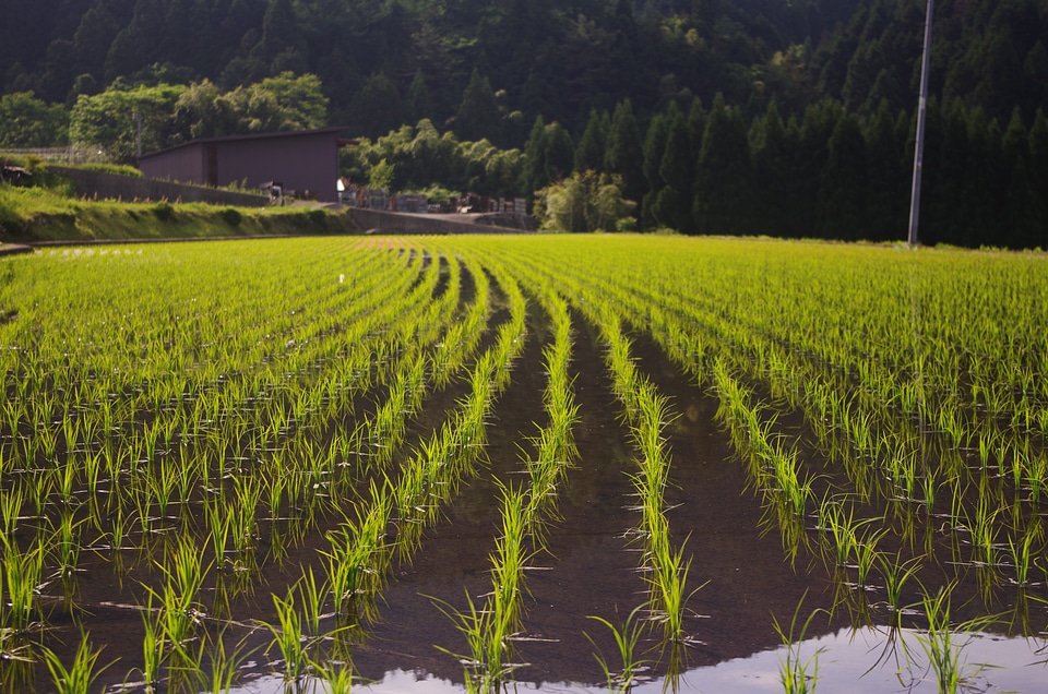 Rice rice planting usd