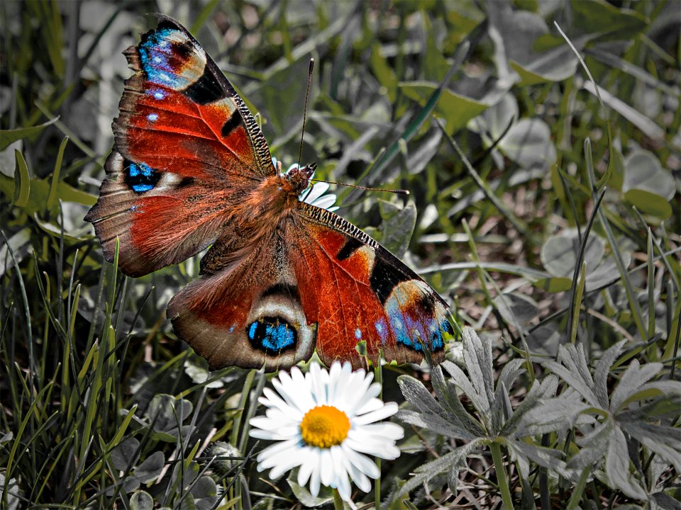 Schmetterling auf Wiese 3