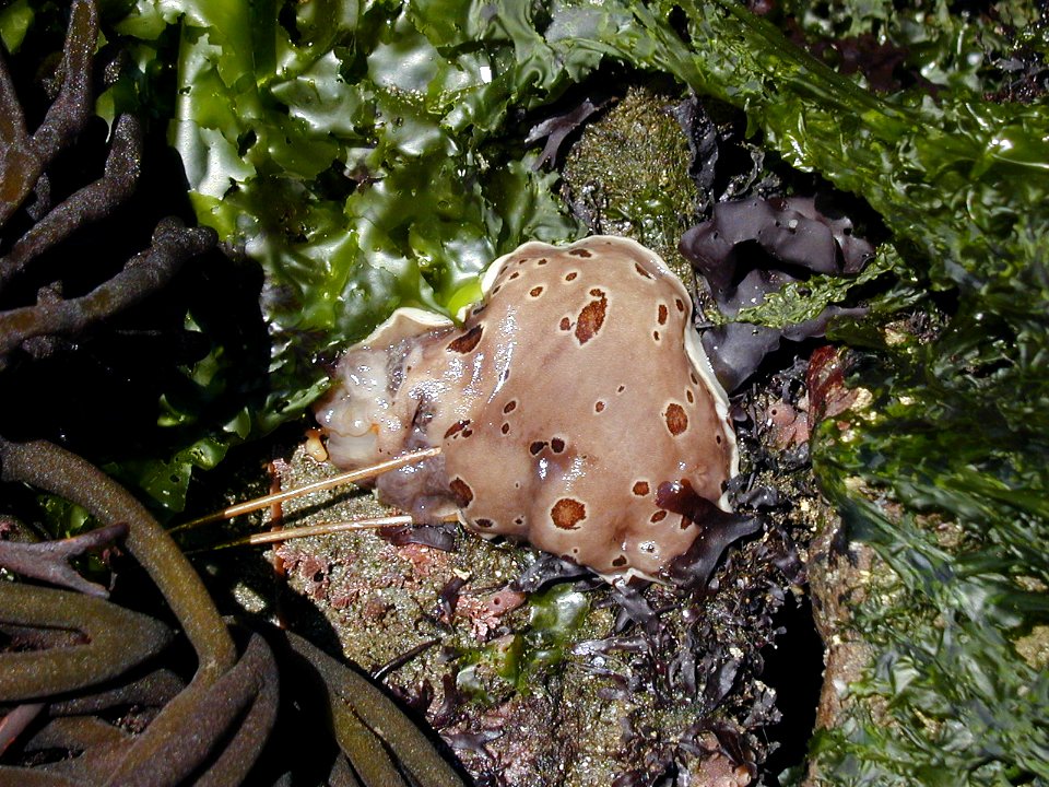 D sandiengensis nudibranch tidepool NPS Photo