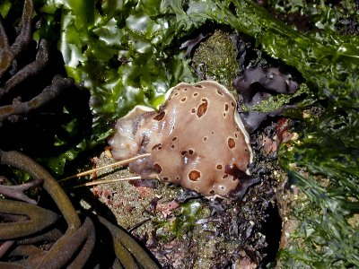 D sandiengensis nudibranch tidepool NPS Photo