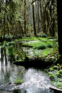 stream moss logs quinault rainforest c bubar march 05 2015