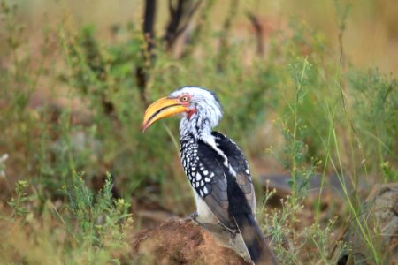 Souther Yellow Hornbill